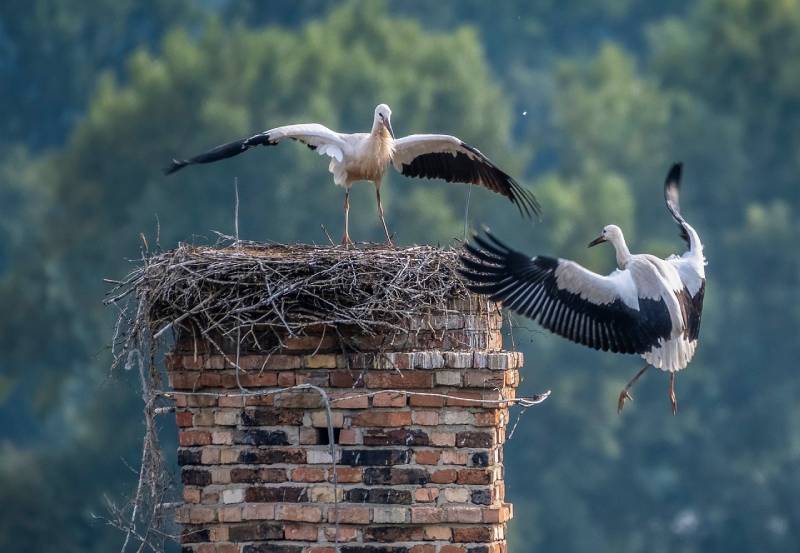 Expert Chimney Animal Removal in Winnetka, IL Professional Chimney Animal Removal Services in Winnetka, Illinois